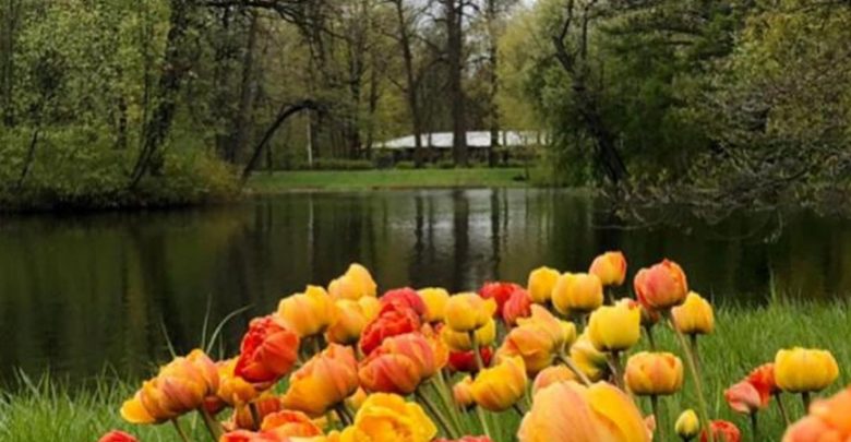 На Елагином острове зацветают тюльпаны Как Вам? Фото: graphicnaphig