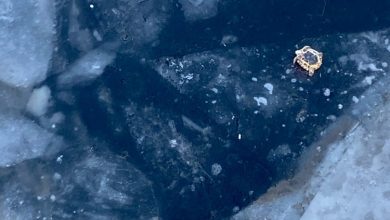 Добровольцы службы спасения животных «Кошкиспас» Яна и Татьяна забрали со льда Большой Невки кем-то…