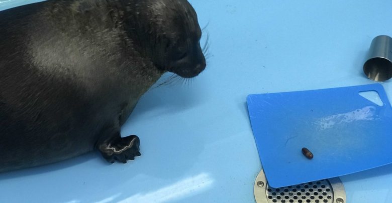 Самый известный петербургский тюлень Крошик с приходом весны стал сильно линять, а его товарищ…