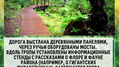 ТОП — 7 живописных экотроп вокруг Петербурга! На лоне природы можно отлично погулять и…