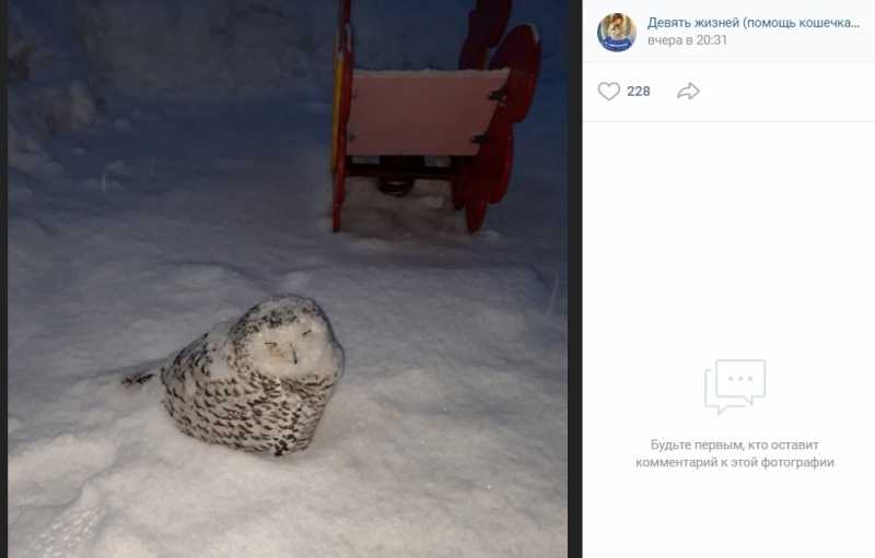 Зоозащитники взялись спасать замерзшую в сугробе истощенную сову в Коми