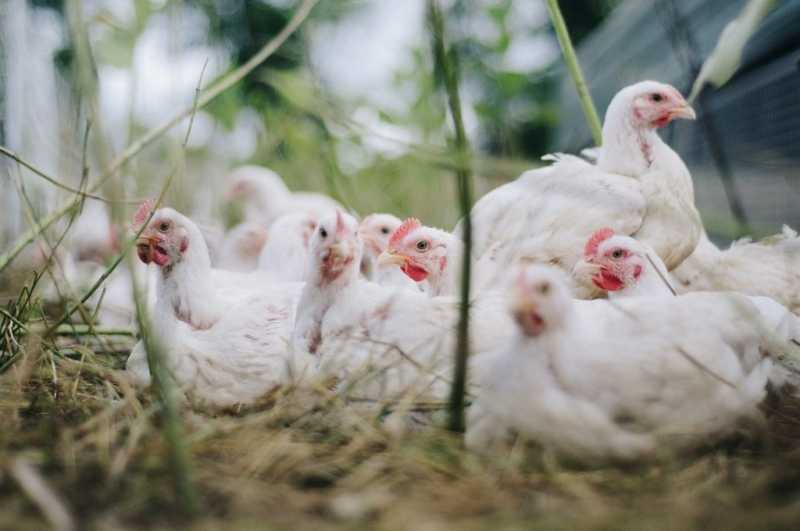 Производители мяса птицы и яиц в России договорились заморозить цены на 2 месяца