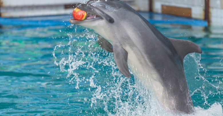 Петербургский дельфинарий, закрывшийся на Крестовском острове в прошлом году, планирует вернуться в город в…