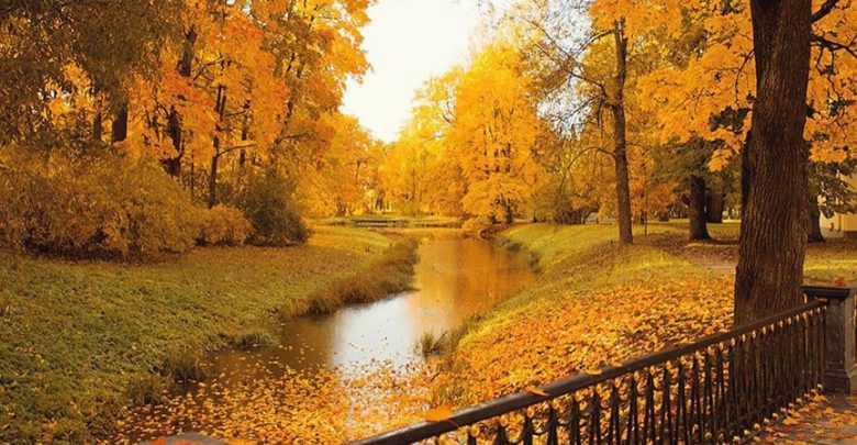 Золотая осень в Царском селе. Фото: nataabramova_