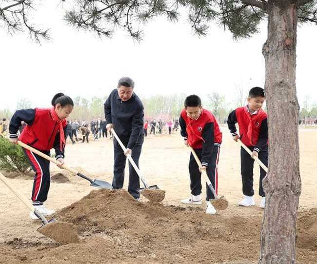 Си Цзиньпин посадил шесть саженцев деревьев с жителями Пекина