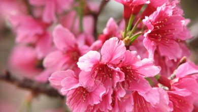 Фестиваль «Сакура мацури» Большой праздник весеннего пробуждения природы, главным героем которого стала японская сакура….
