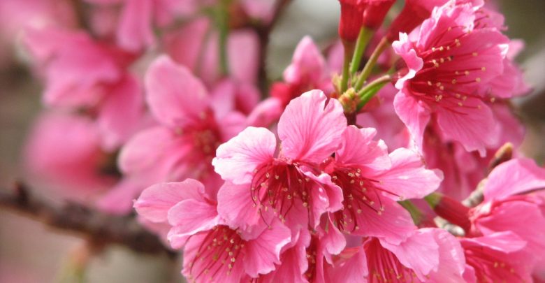 Фестиваль «Сакура мацури» Большой праздник весеннего пробуждения природы, главным героем которого стала японская сакура….