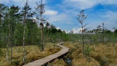 Экотропа «Сестрорецкое болото» Экологический маршрут позволяет познакомиться с уникальным природным и историческим наследием непосредственно…