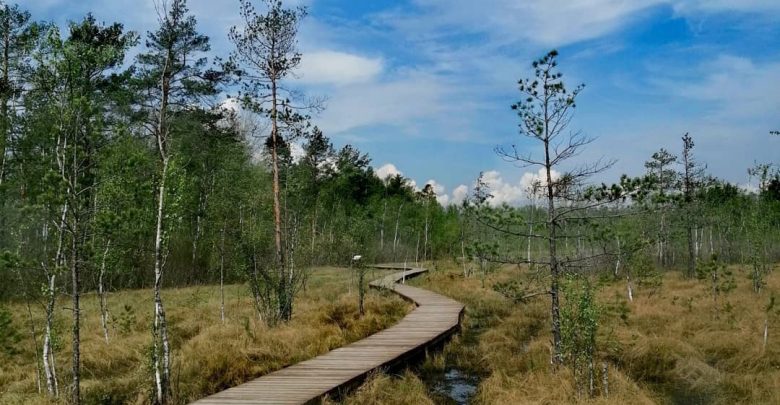 Экотропа «Сестрорецкое болото» Экологический маршрут позволяет познакомиться с уникальным природным и историческим наследием непосредственно…