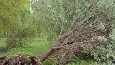 В связи с ухудшающимися погодными условиями в Петербурге закрыли парки и скверы. Для посещения…