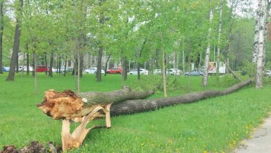 За последние три дня в Петербурге стихией было повалено более 350 деревьев. Во время…