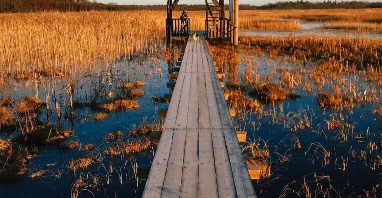 Заказник «Раковые озёра» Комплексный заказник «Раковые озера» территориально находится в центральной части Карельского перешейка…