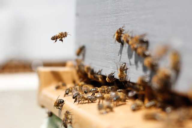 Петербургский биолог объяснил, как ученые научили пчел диагностировать COVID