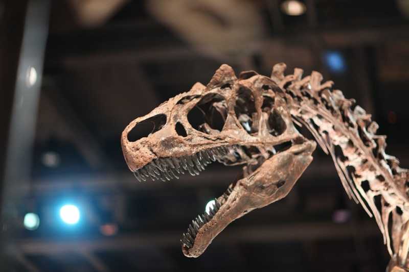 В Мексике ученые нашли новый вид динозавра