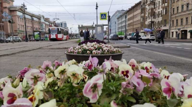 В Московском районе ко Дню города высадили более 200 тысяч цветов