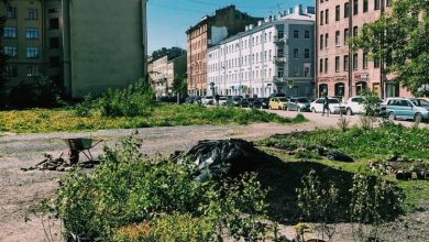 Петербуржцы высадили 120 кустарников на пустыре на углу Сытнинской и Кронверкской улиц
