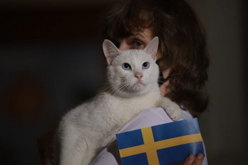 Эрмитажный кот Ахилл предсказал победу сборной Швеции в матче с Польшей на Евро