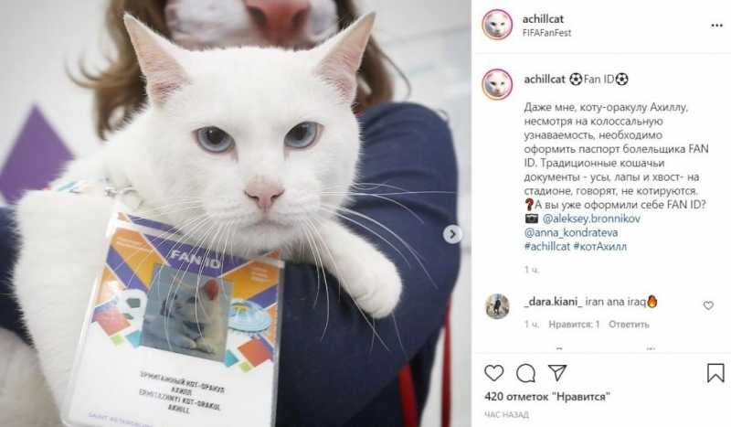 Петербургский кот Ахилл получил паспорт болельщика для посещения матчей Евро