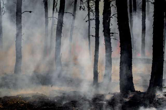 В Карелии локализовали все действующие лесные пожары
