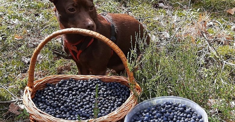 Урожай ягод в Ленобласти