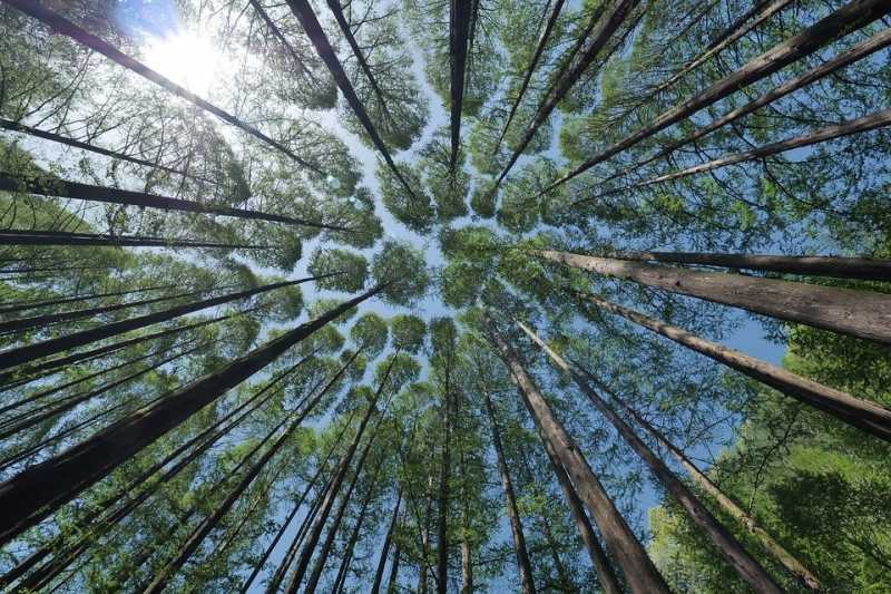 Глава компании Абрамовича предложил приватизировать часть леса России