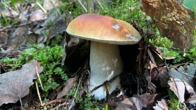 В лесу можно найти не только шляпки грибов, но и яйца. Вся эта красота…