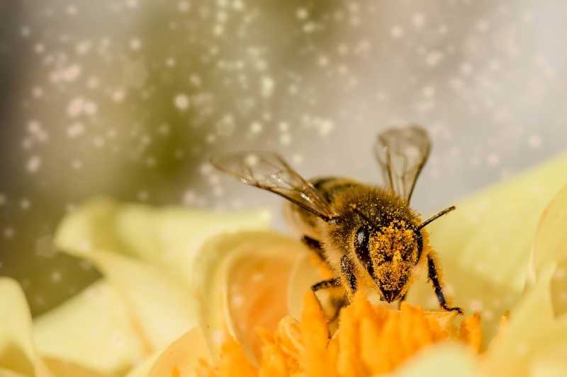 Из-за глобального потепления могут исчезнуть пчелы и шмели