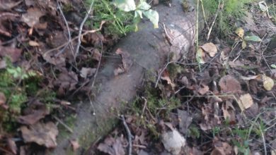 Вместо грибов житель города Мурино обнаружил в соседнем лесу «эхо войны»