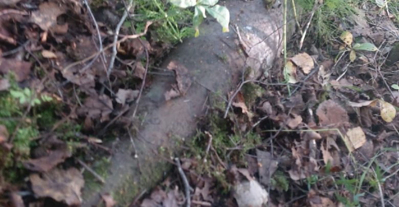 Вместо грибов житель города Мурино обнаружил в соседнем лесу «эхо войны»