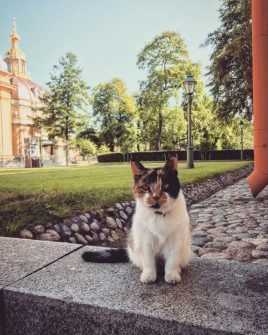 Умерла главная усатая красавица Петропавловской крепости — кошка Капитолина. Трехцветная мышеловка более 20 лет…