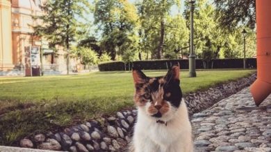 Умерла главная усатая красавица Петропавловской крепости — кошка Капитолина. Трехцветная мышеловка более 20 лет…