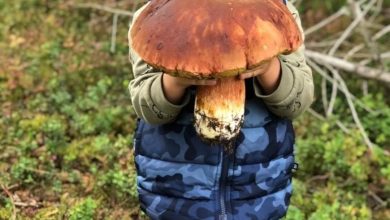 Ещё один гигант был найден в Приозерском районе. Весит этот чудо-гриб 1,7 кг. А…