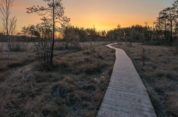 Уникальные болота Петербурга и Ленобласти 1. Сестрорецкое болото Сестрорецкое болото — это самая крупная…
