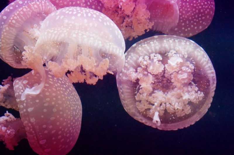 У берегов Турции наблюдается нашествие опасных медуз