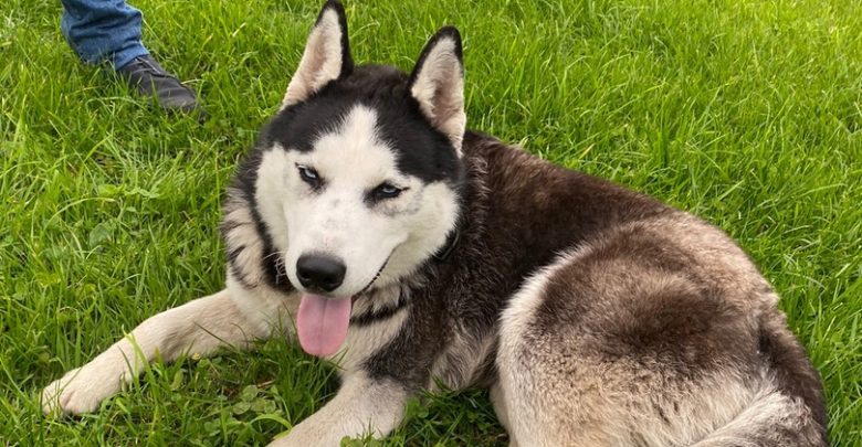 Найдена собака породы Хаски в Всеволожском районе, дер. Проба. Кобель, ориентировочно около 2-3 лет….