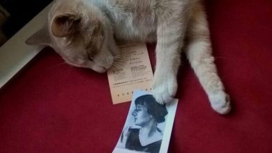 Ура! Котик Ося — постоялец Музея Анны Ахматовой вернулся домой. Старичок в порядке. Ему…