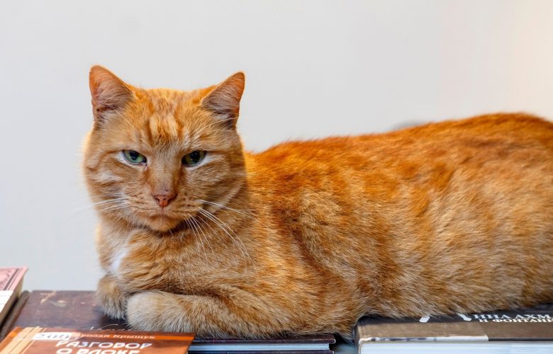 Потерялся самый старший кот музея Анны Ахматовой Ося. Последний раз его видели в ночь…