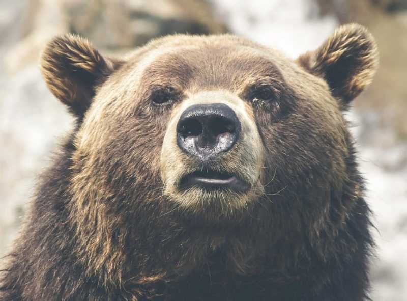 Сотрудники зоопарка в Челябинске требуют наказать отравителя медведей