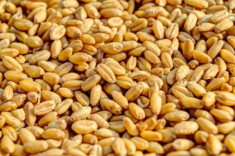 На поддержку производителей зерна направят более10 млрд