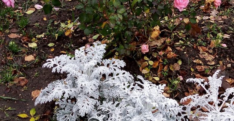 Питерские цветы никогда не унывают Даже холодной осенью