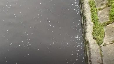 [|Мальков в Дудергофском канале] погубила белая пена. Как сообщили «Мегаполису» в пресс-службе комитета по…