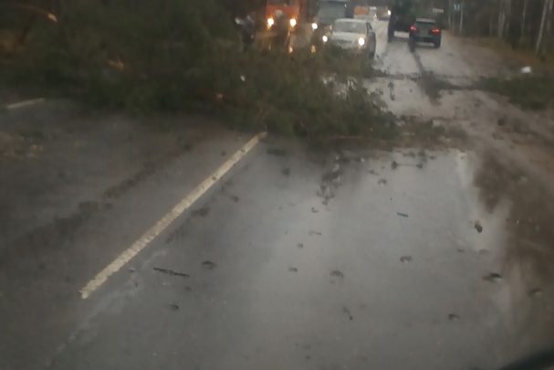 Упавшее дерево перекрыло Выборгское шоссе