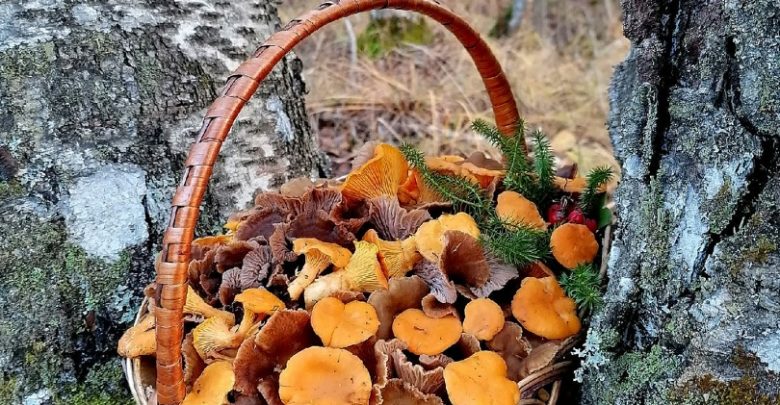 Автор фото — грибник со стажем. И вот, прогуливаясь вчера по лесу, она обнаружила…