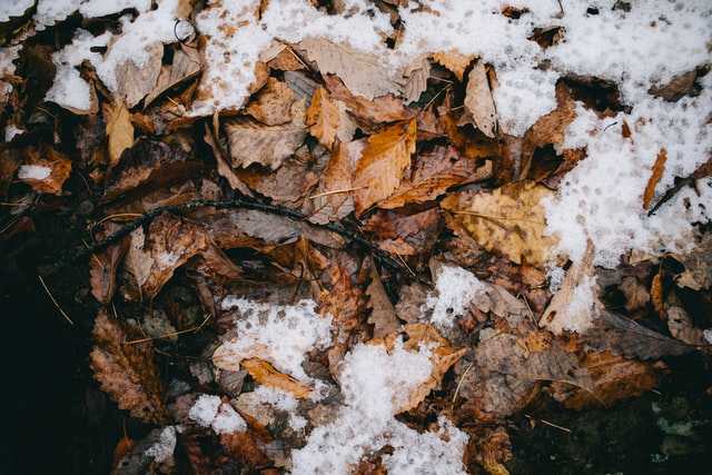 Мокрый снег ожидается в Ленобласти 12 ноября