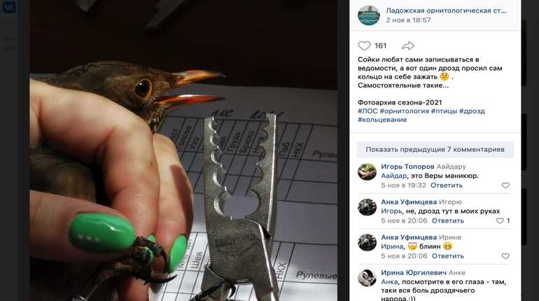 Орнитологи Ленобласти поделились фотографией «самостоятельного» дрозда