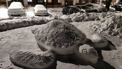 В Выборге в одном из двор слепили вот такую гигантскую черепаху. Спасибо снегопаду