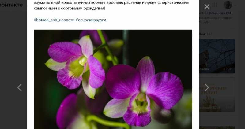 В Ботаническом саду петербуржцы полюбуются орхидеями