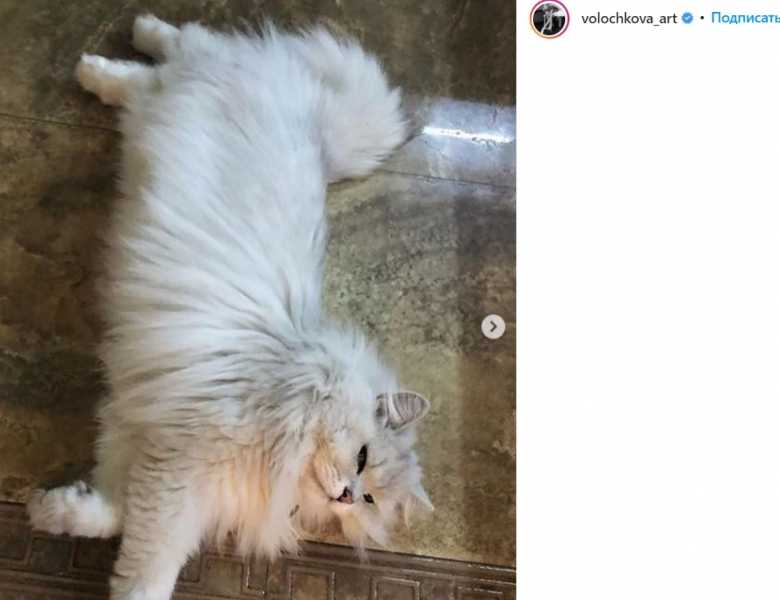 Волочкова рассказала о смерти своего кота Лакки |