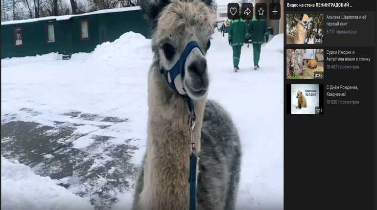 Альпака Шарлотка из Ленинградского зоопарка впервые увидела снег