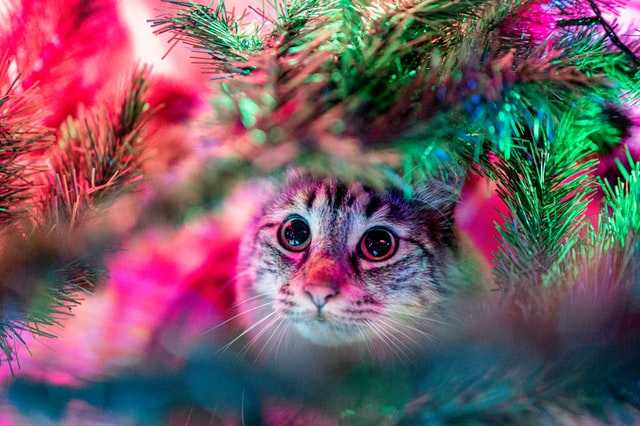 Эксперты дали советы, как уберечь новогоднюю елку от кошки